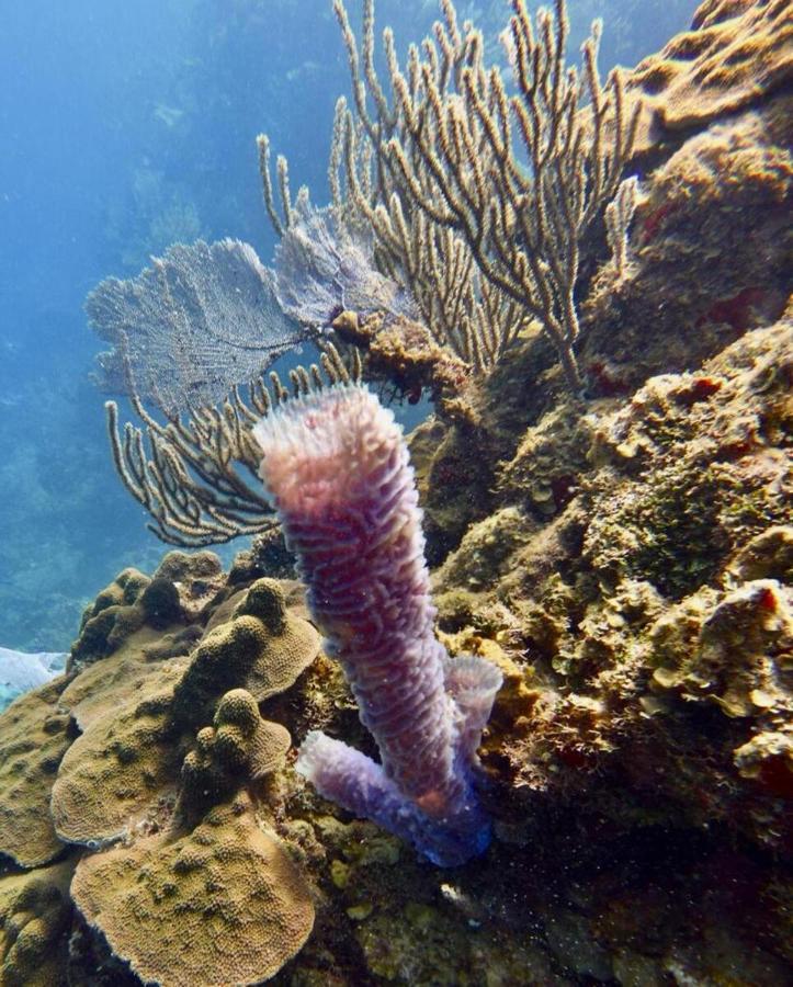 Victoria S Beach House And Snorkeling Center Flowers Bay Luaran gambar