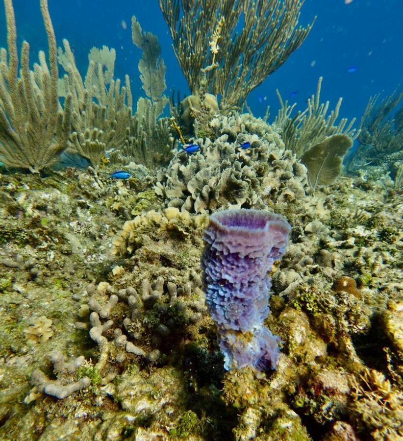 Victoria S Beach House And Snorkeling Center Flowers Bay Luaran gambar