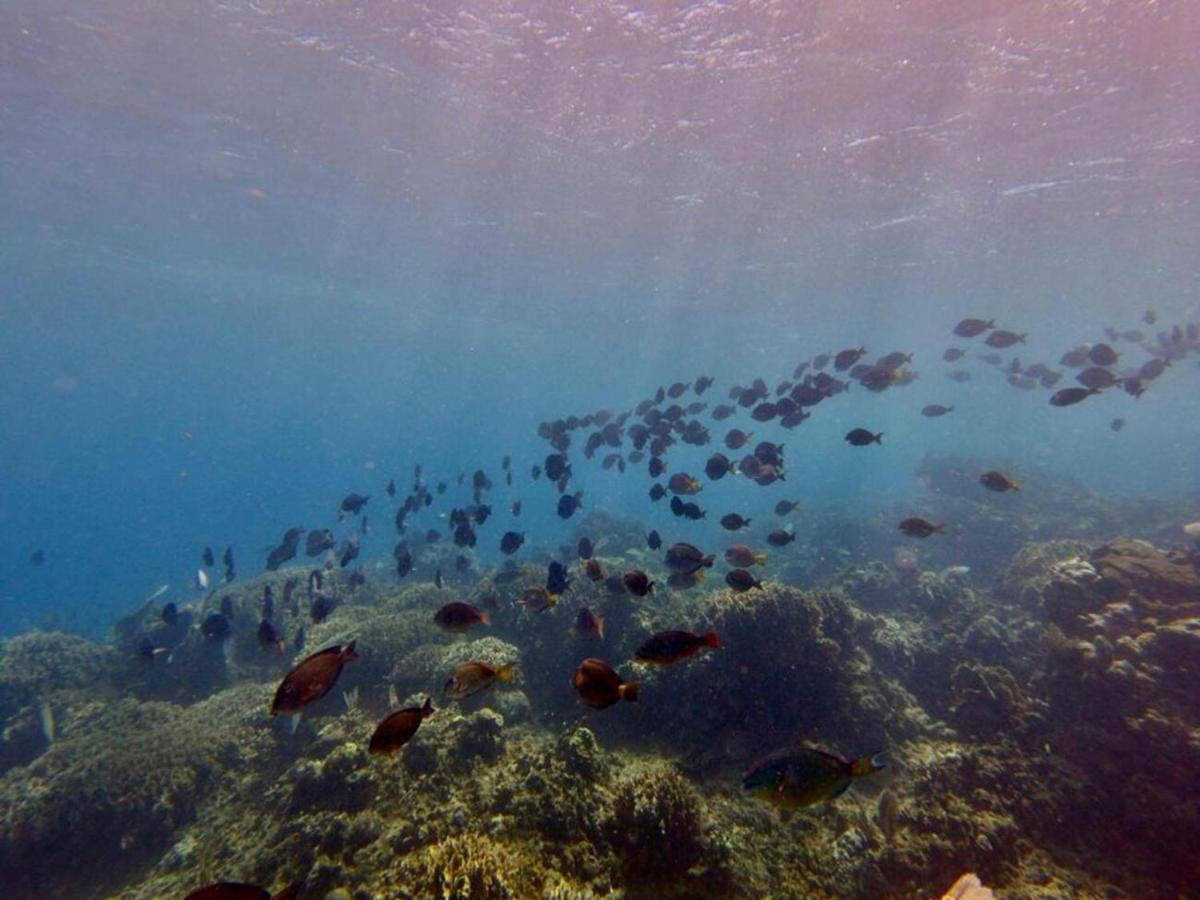 Victoria S Beach House And Snorkeling Center Flowers Bay Luaran gambar